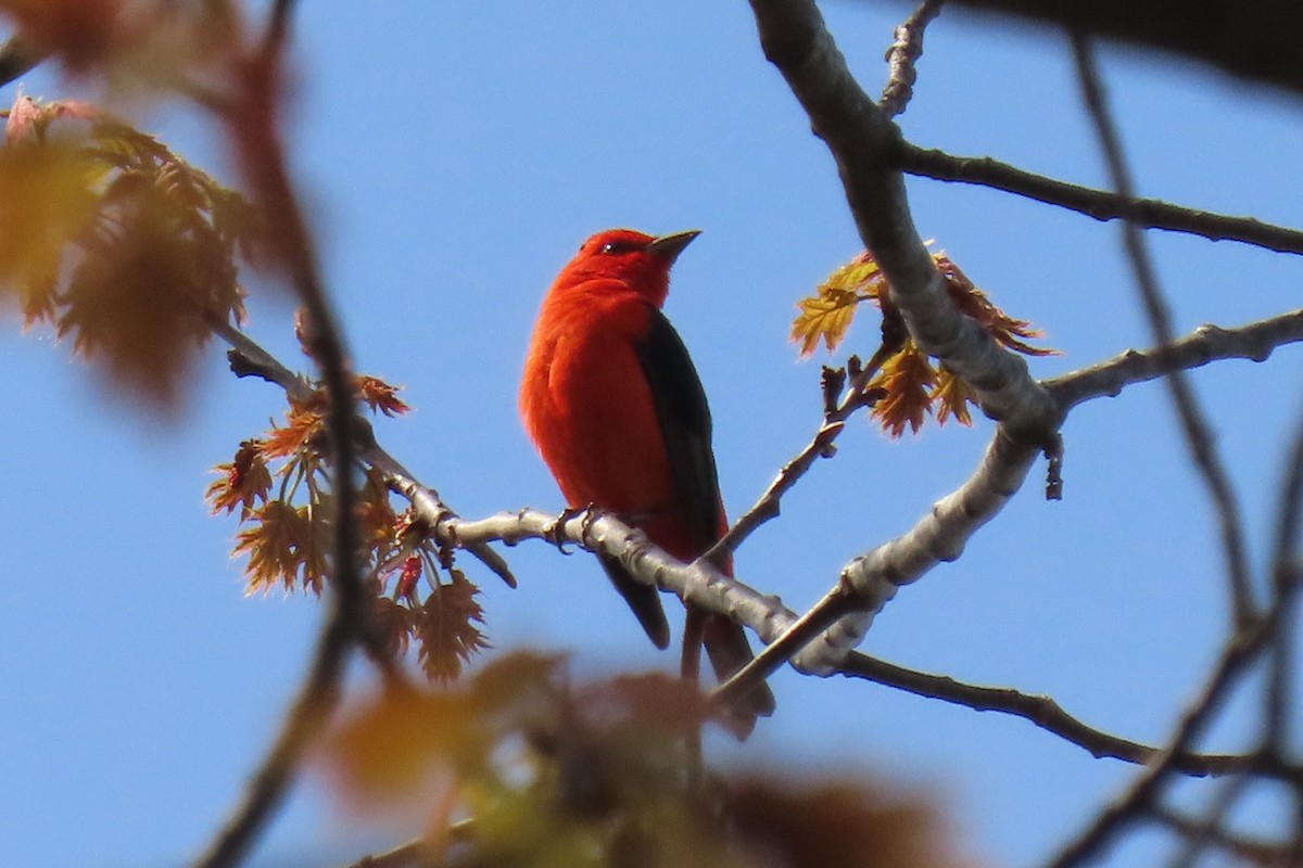 Scarlet Tanager - ML619141351