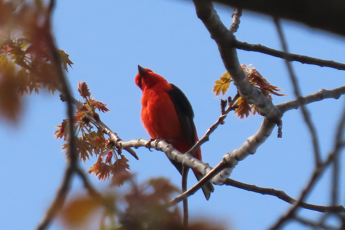 Scarlet Tanager - ML619141352