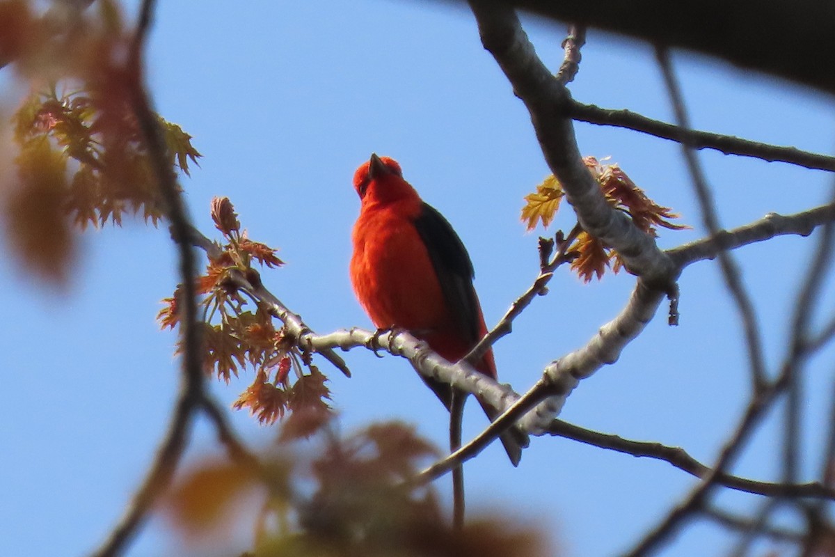 Scarlet Tanager - ML619141354