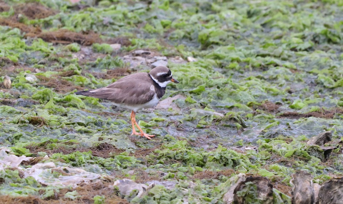 Common Ringed Plover - ML619141497