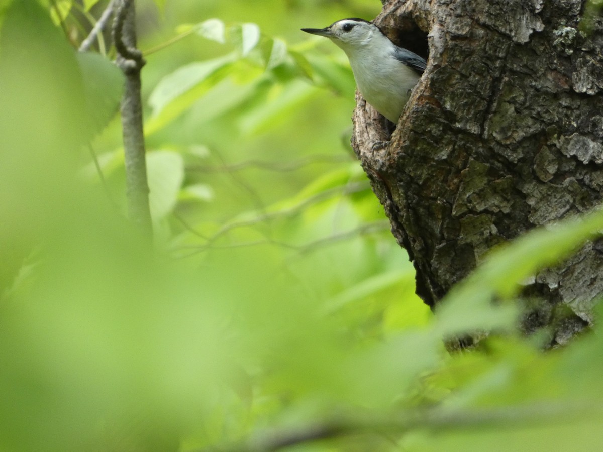 White-breasted Nuthatch - ML619141501