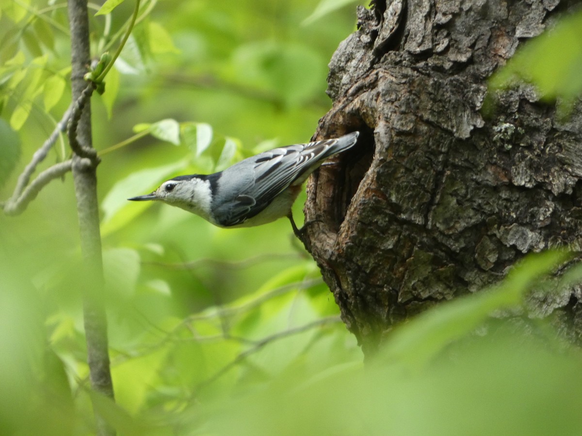 White-breasted Nuthatch - ML619141502