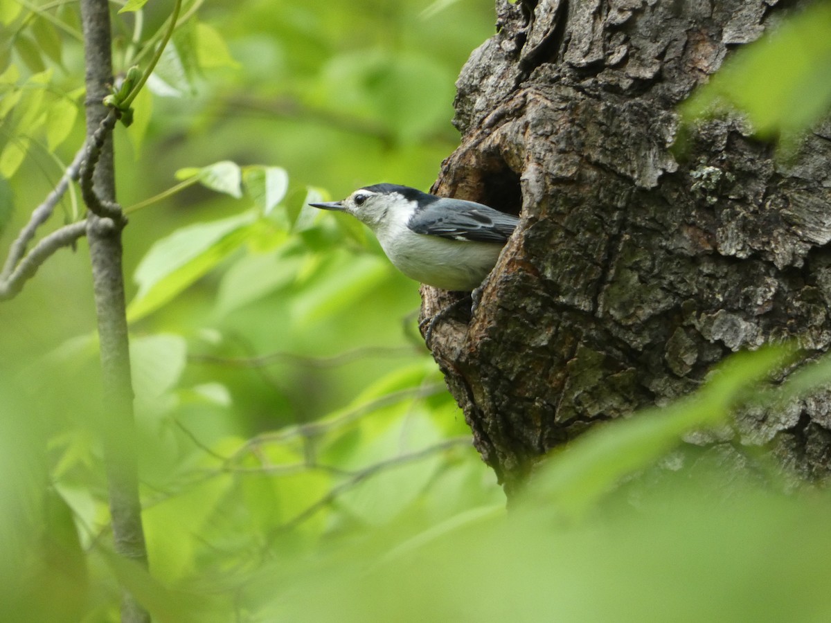 White-breasted Nuthatch - ML619141503