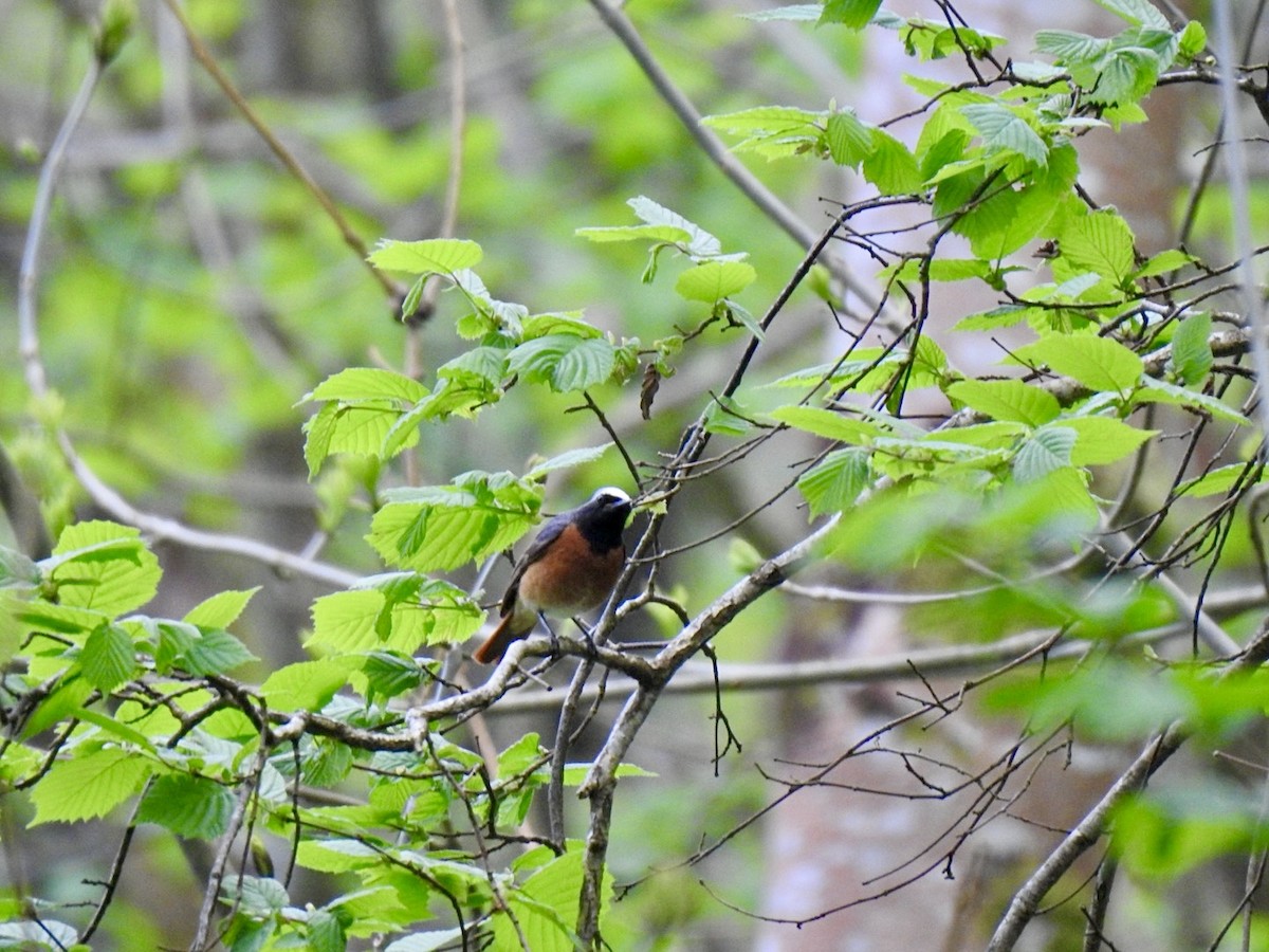 Common Redstart (Common) - ML619141577