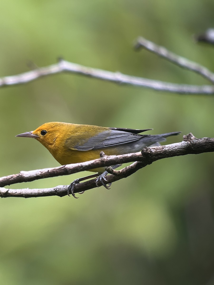 Prothonotary Warbler - ML619141633