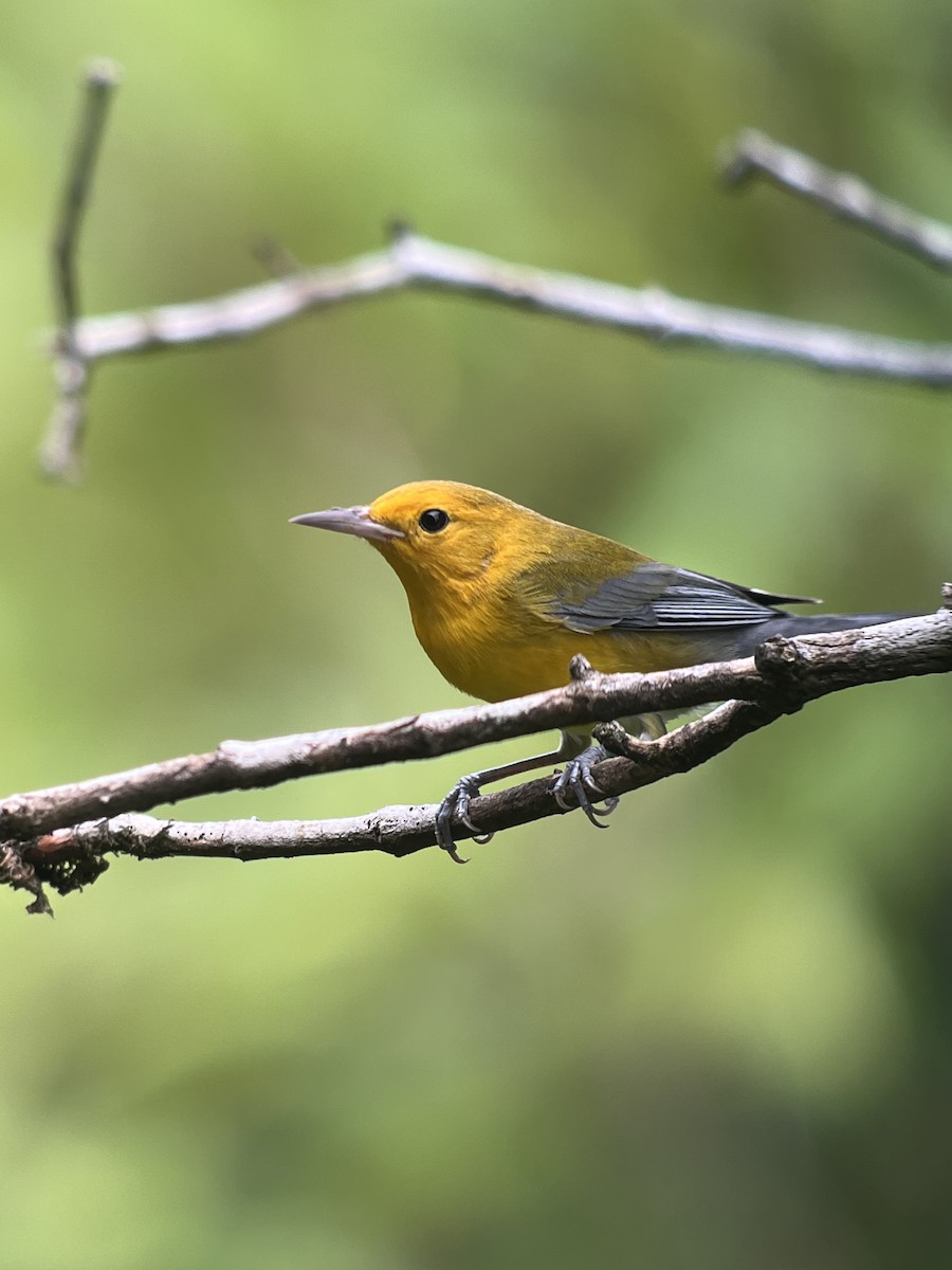 Prothonotary Warbler - ML619141643