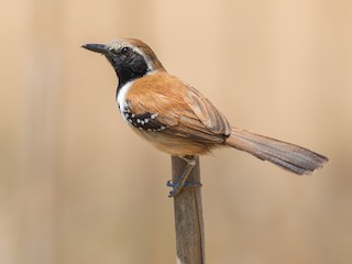  - Rusty-backed Antwren