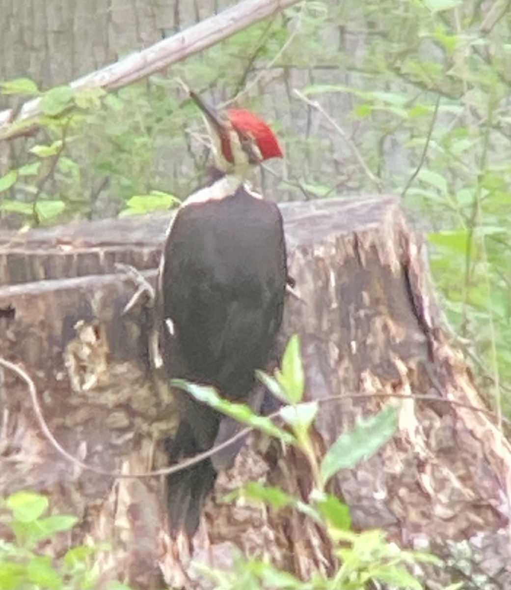 Pileated Woodpecker - ML619141670