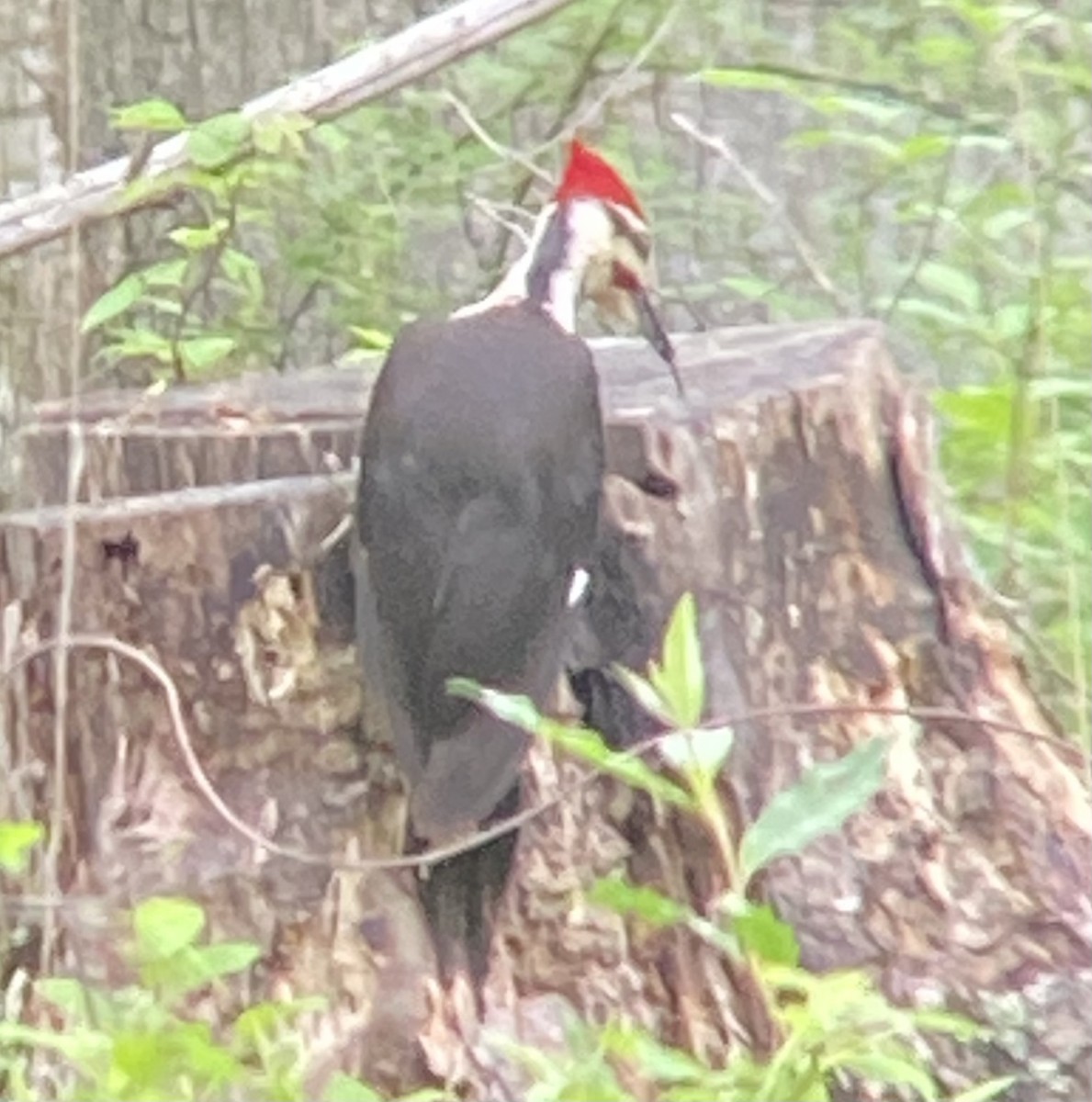 Pileated Woodpecker - ML619141671