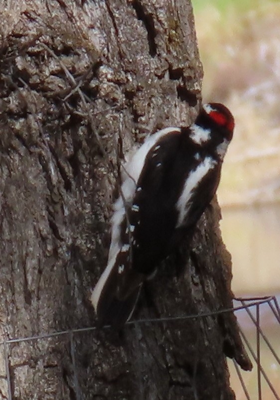 Hairy Woodpecker (Rocky Mts.) - ML619141768