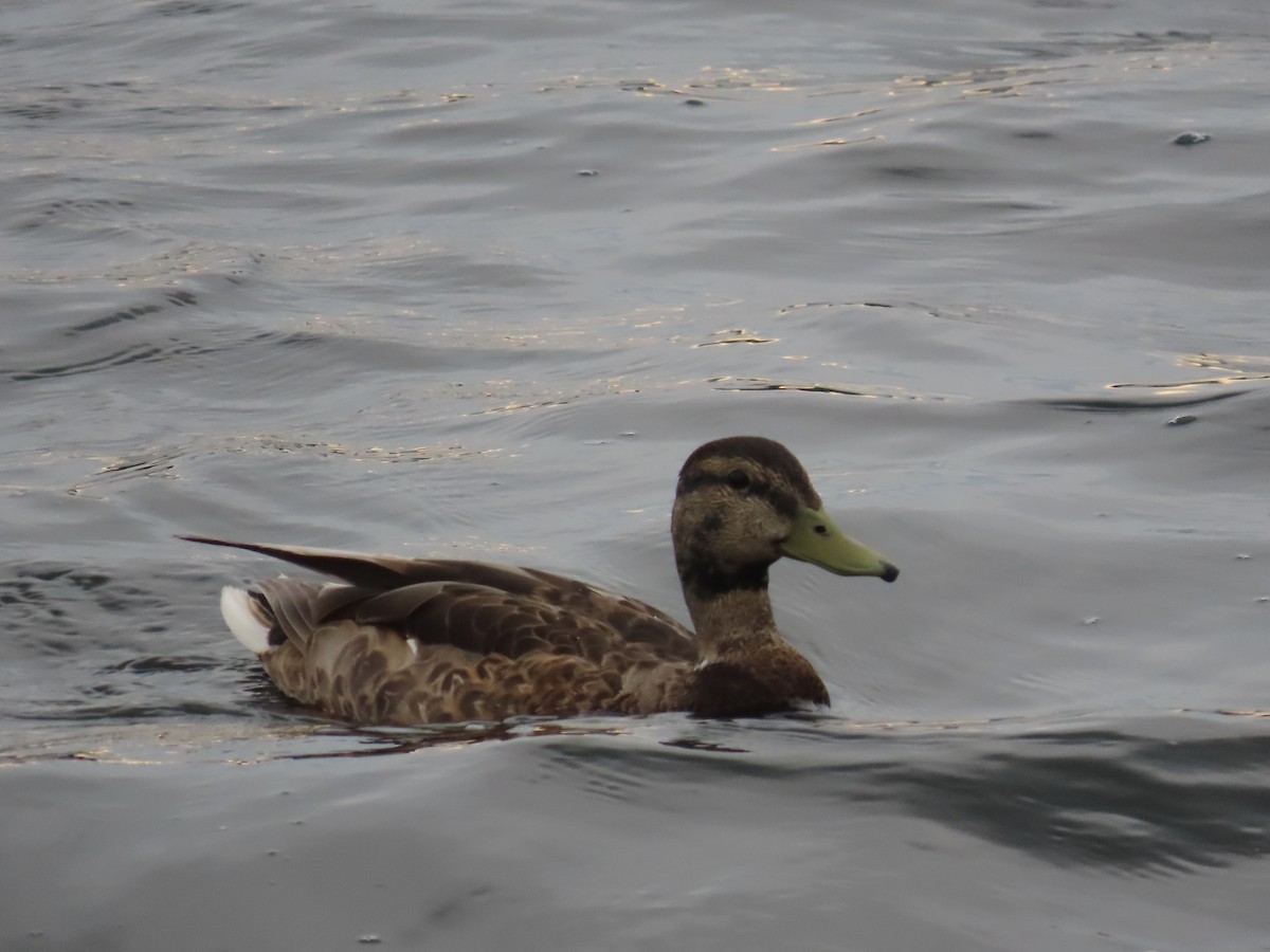 duck sp. - ML619141789