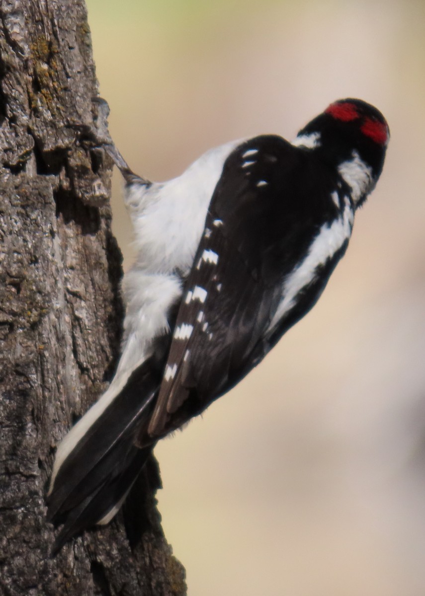 Hairy Woodpecker (Rocky Mts.) - ML619141798
