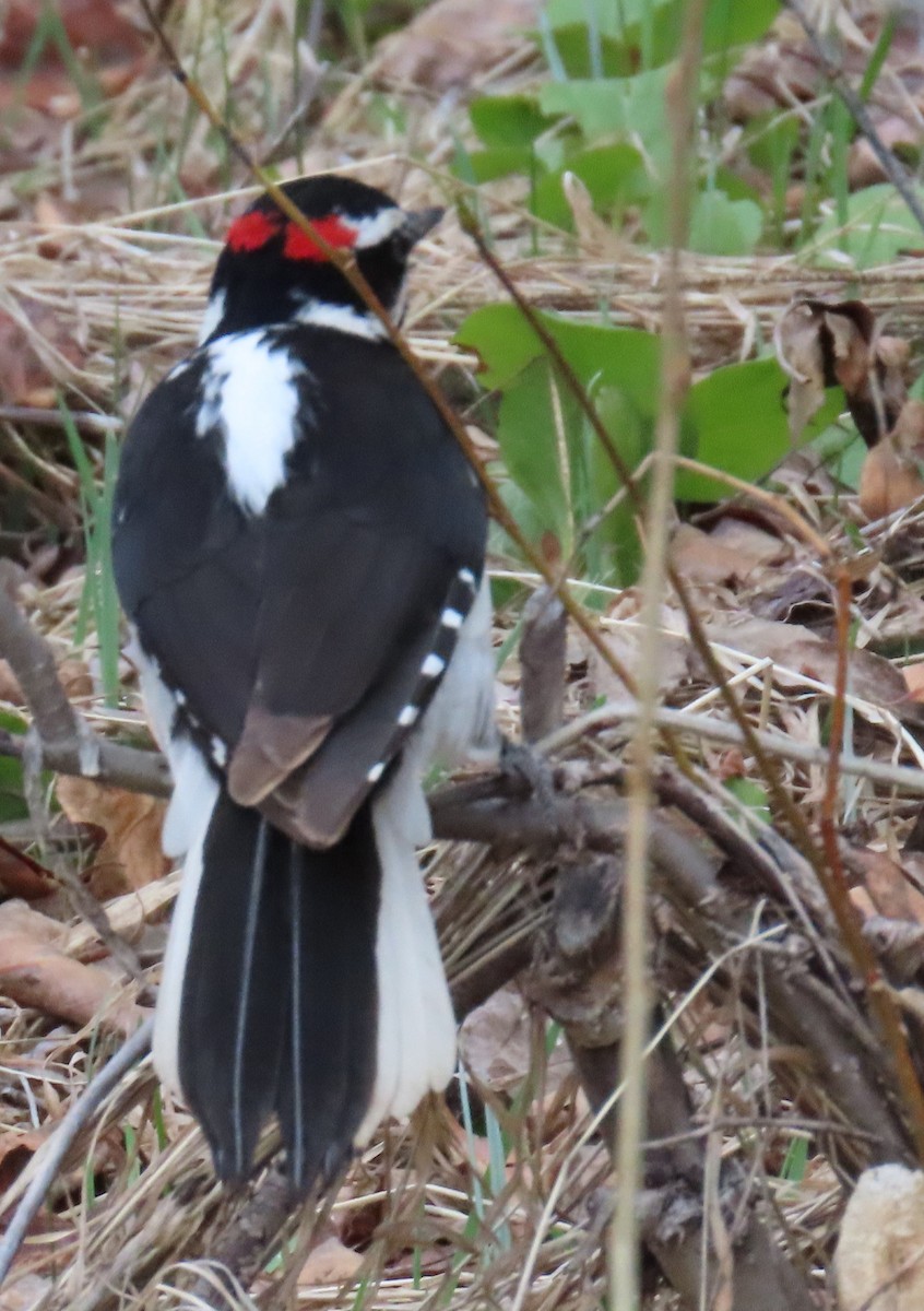 Hairy Woodpecker (Rocky Mts.) - ML619141808