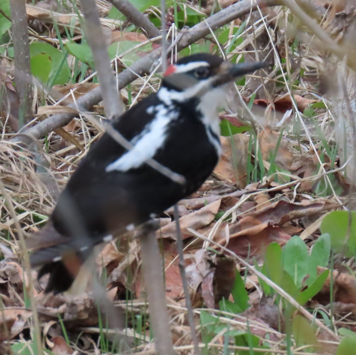 Hairy Woodpecker (Rocky Mts.) - ML619141825