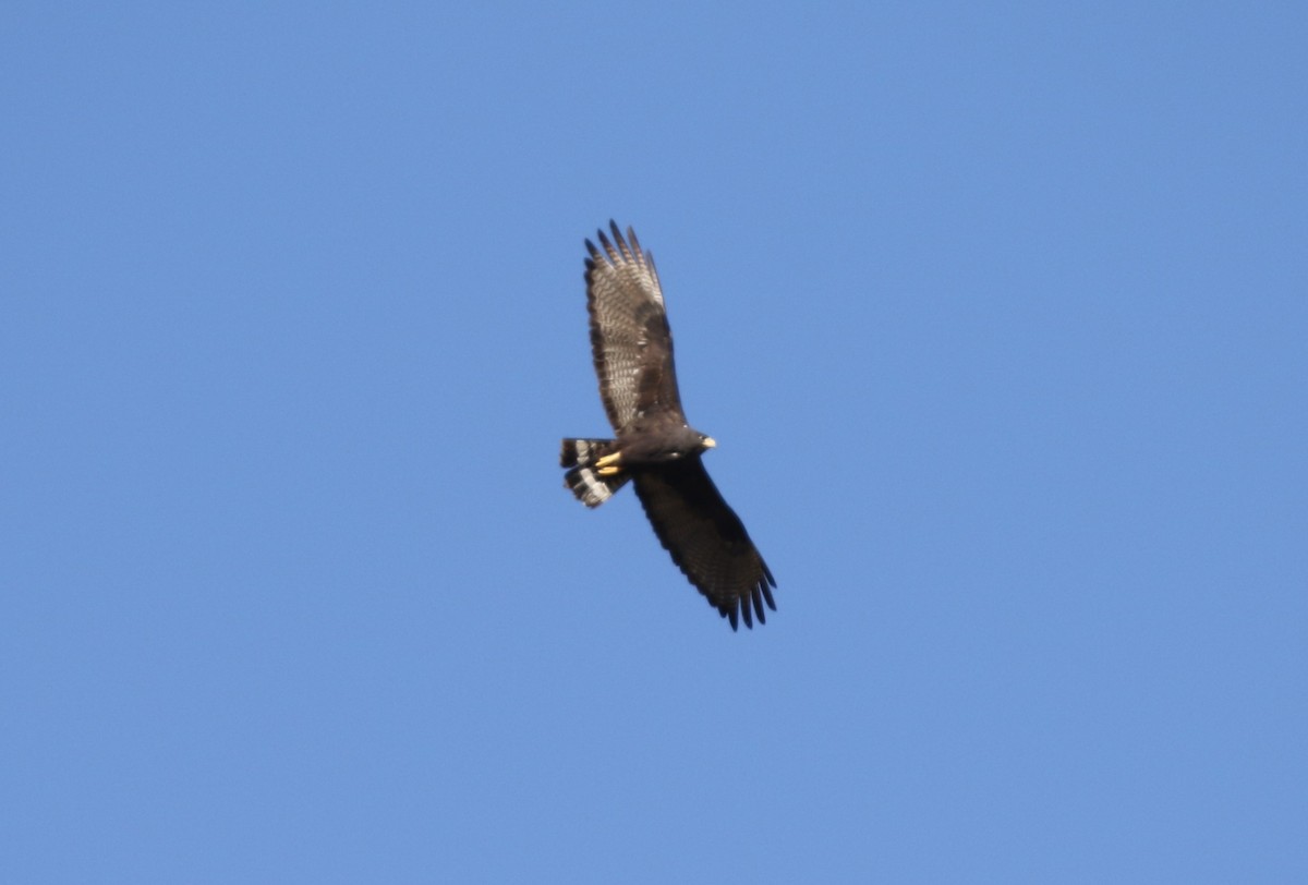 Zone-tailed Hawk - ML619141872