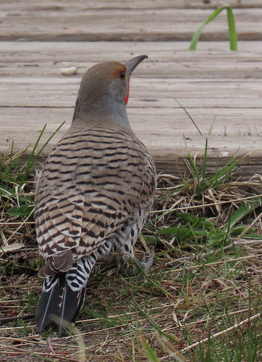 Northern Flicker (Red-shafted) - ML619141898