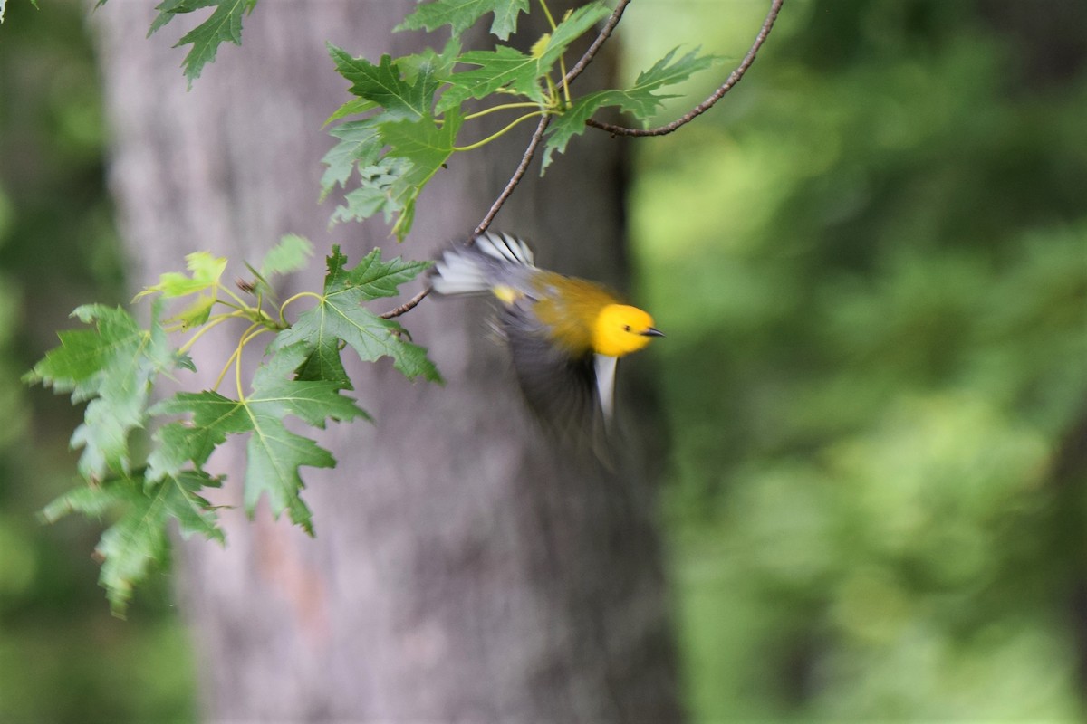 Prothonotary Warbler - Ken Milender