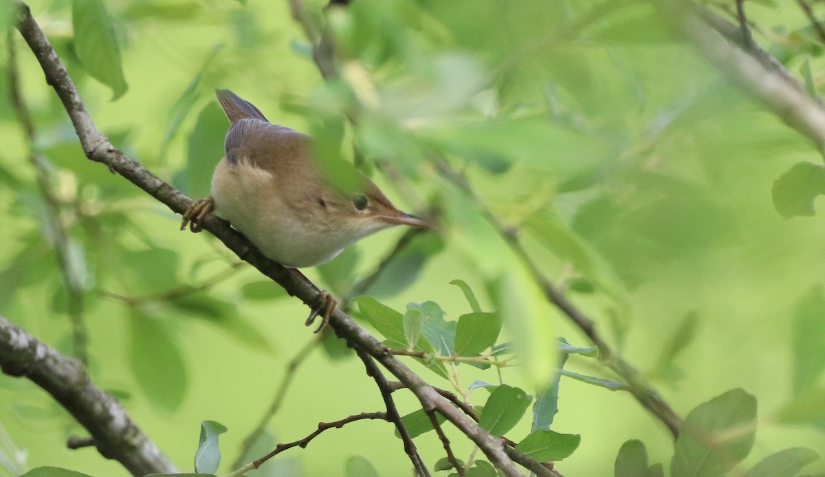 Common Reed Warbler - ML619141910