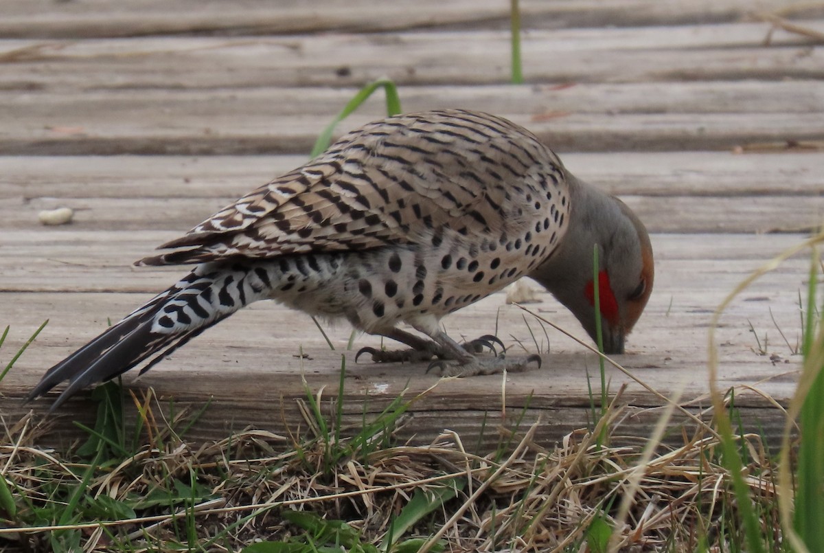Northern Flicker (Red-shafted) - ML619141915