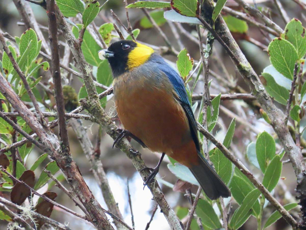 Golden-collared Tanager - ML619141928