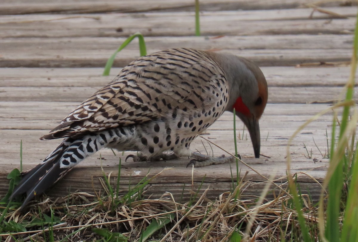 Northern Flicker (Red-shafted) - ML619141929