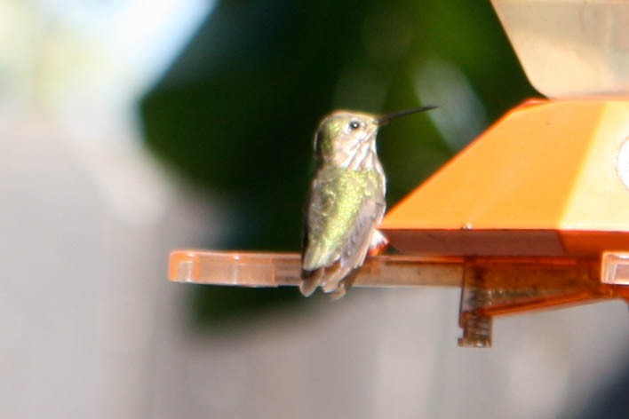 Calliope Hummingbird - ML619141930