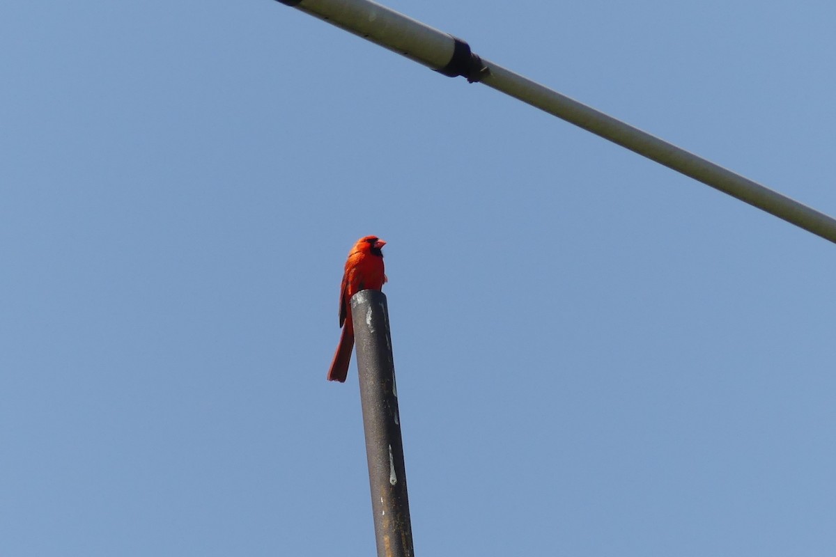 Cardinal rouge - ML619141932