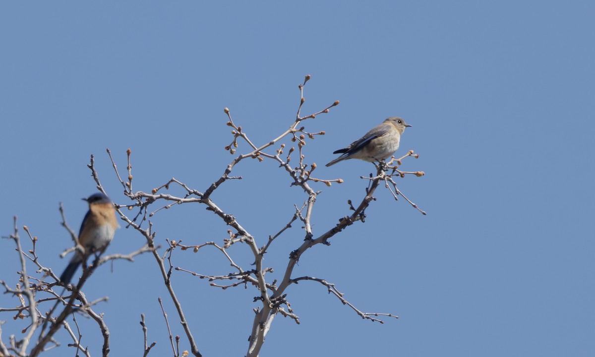 østblåfugl (guatemalae gr.) - ML619141933