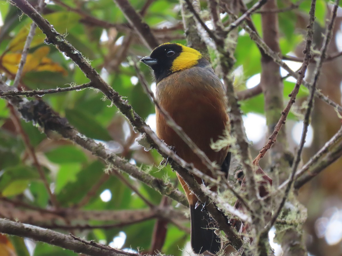 Golden-collared Tanager - ML619141937