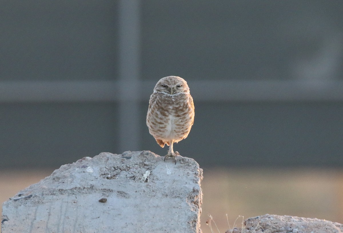 Burrowing Owl - ML619141939