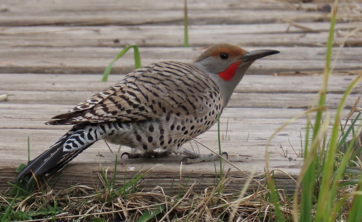 Northern Flicker (Red-shafted) - ML619141940