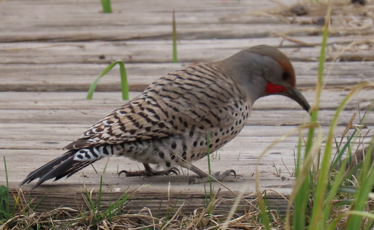 Northern Flicker (Red-shafted) - ML619141955