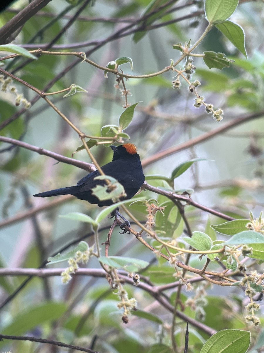 Tawny-crested Tanager - ML619141958