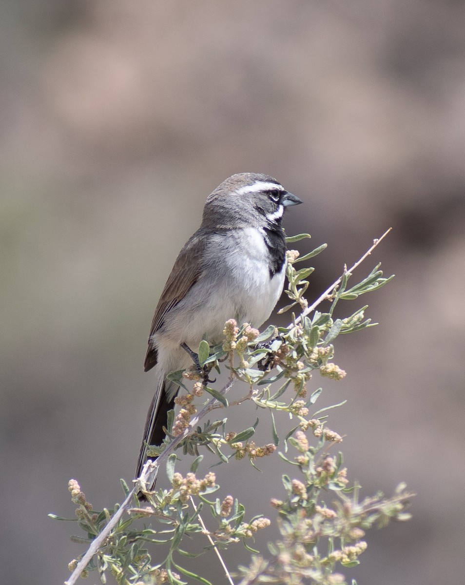 Black-throated Sparrow - ML619141964