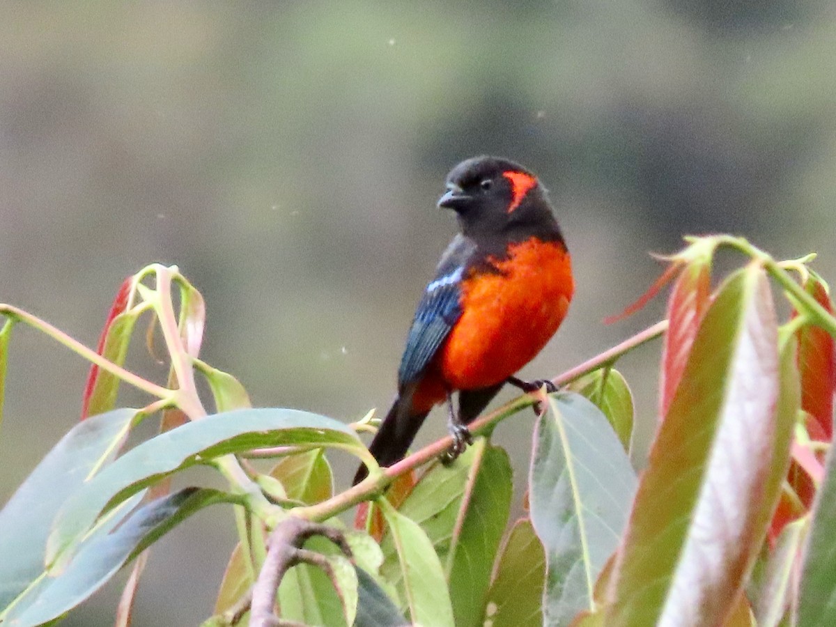 Scarlet-bellied Mountain Tanager - ML619141966