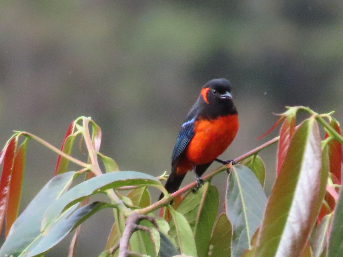 Scarlet-bellied Mountain Tanager - ML619141974