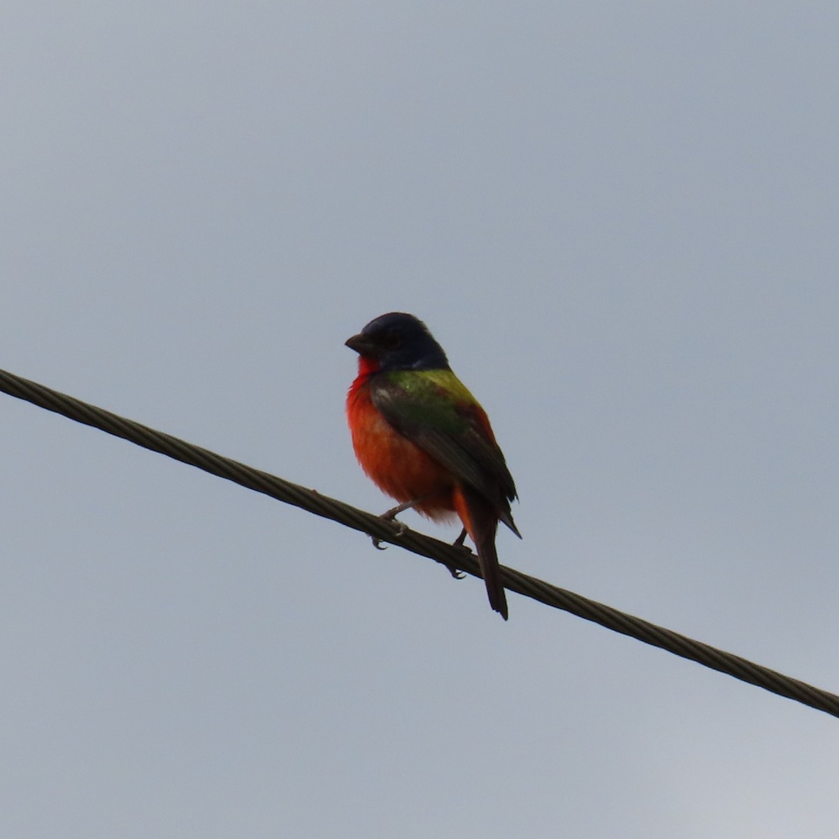 Painted Bunting - ML619141982