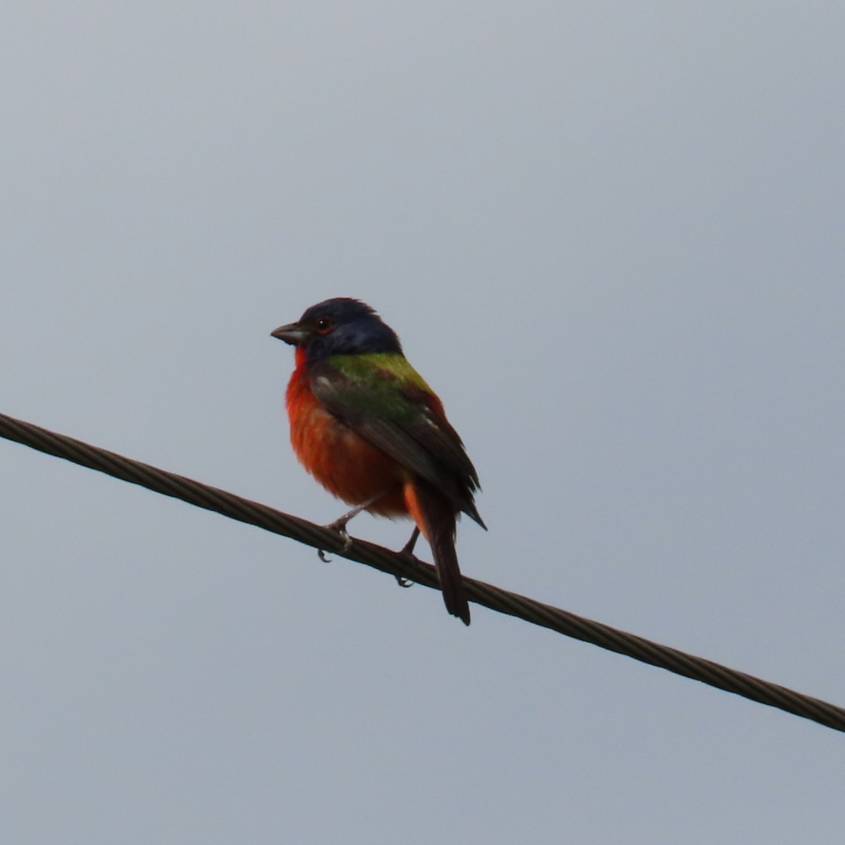 Painted Bunting - ML619141983
