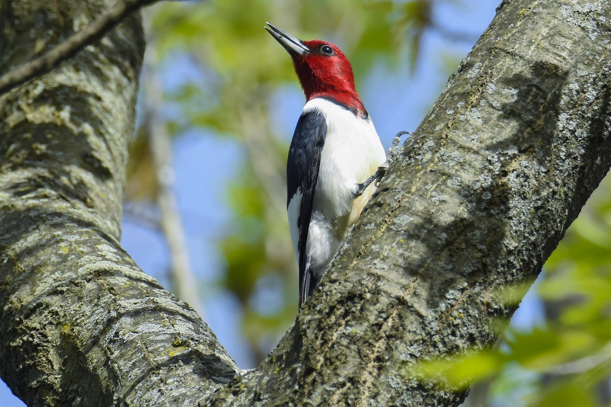 Red-headed Woodpecker - ML619141993