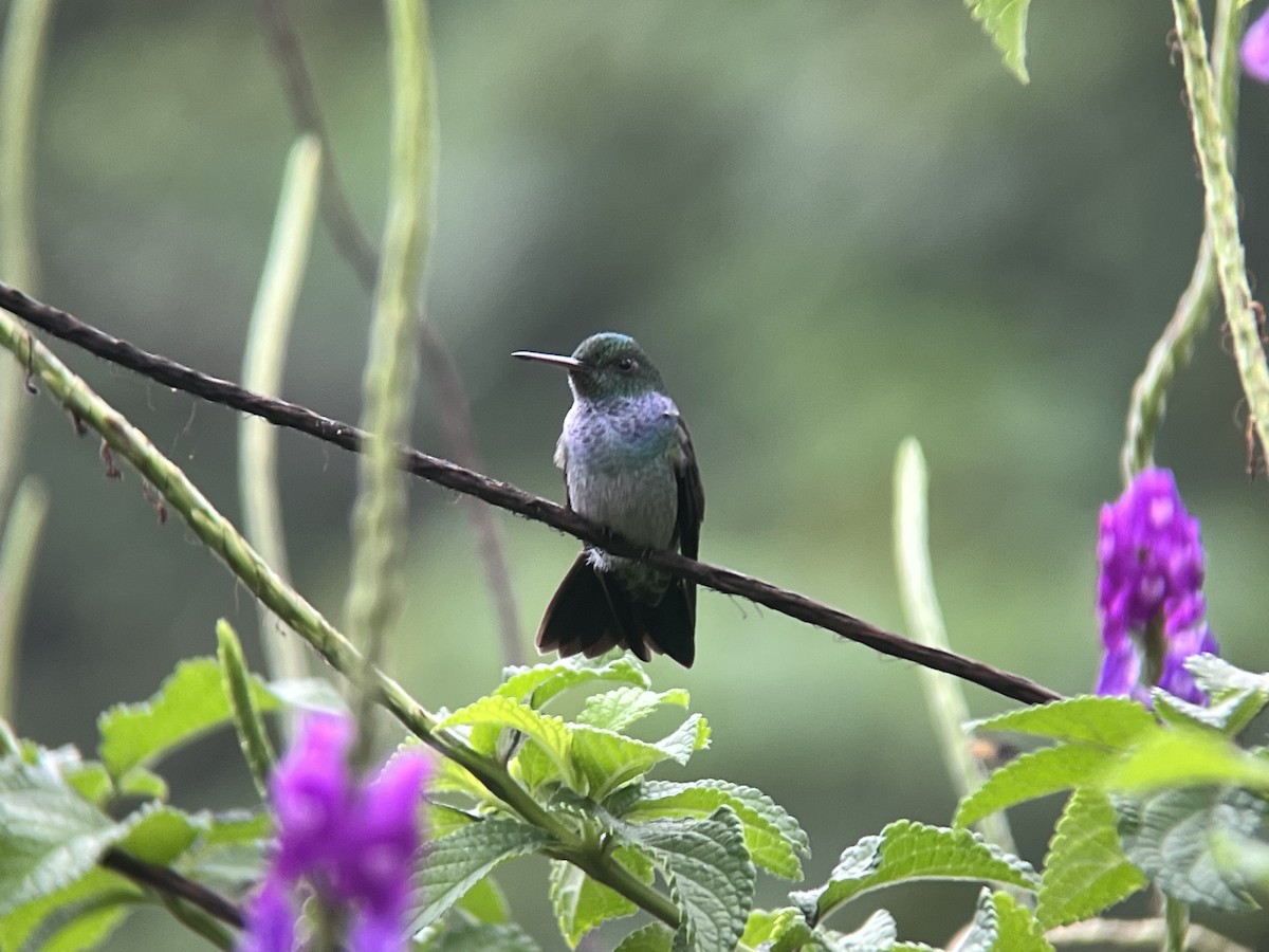 Blue-chested Hummingbird - ML619142048