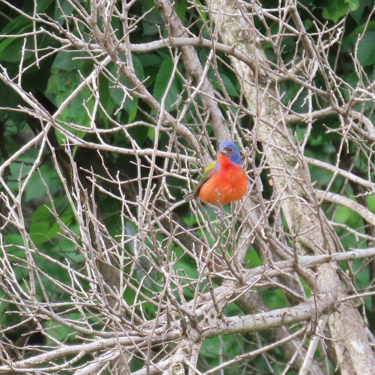 Painted Bunting - ML619142056