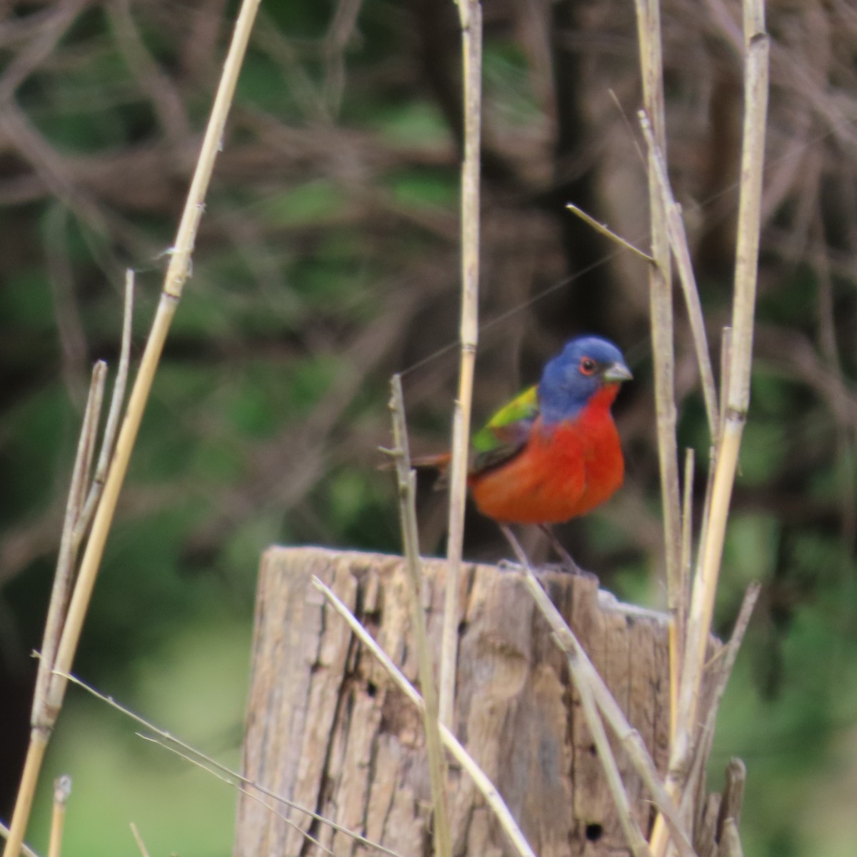 Painted Bunting - ML619142058