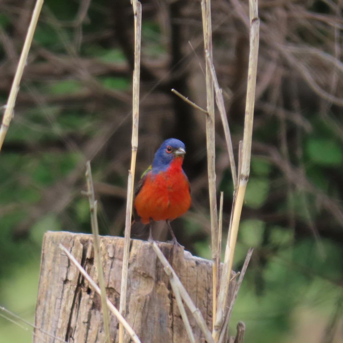 Painted Bunting - ML619142060