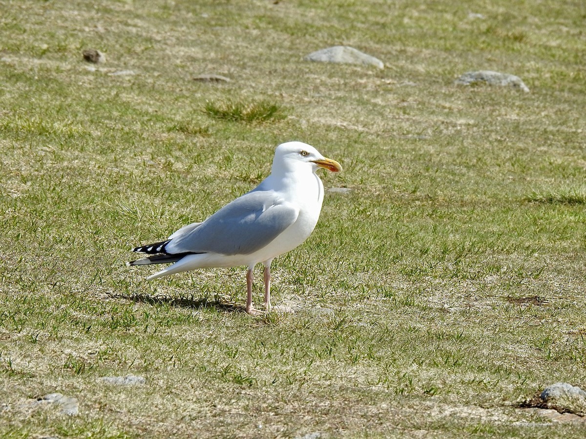 Herring Gull (European) - ML619142081