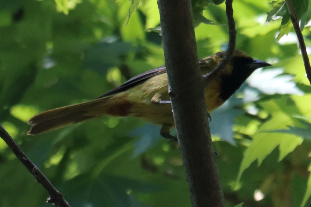 Orchard Oriole - ML619142097