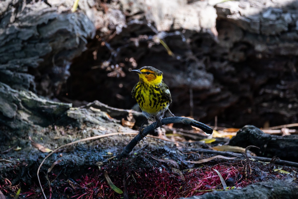 Cape May Warbler - ML619142101