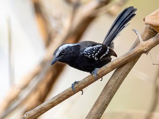  - Black-bellied Antwren