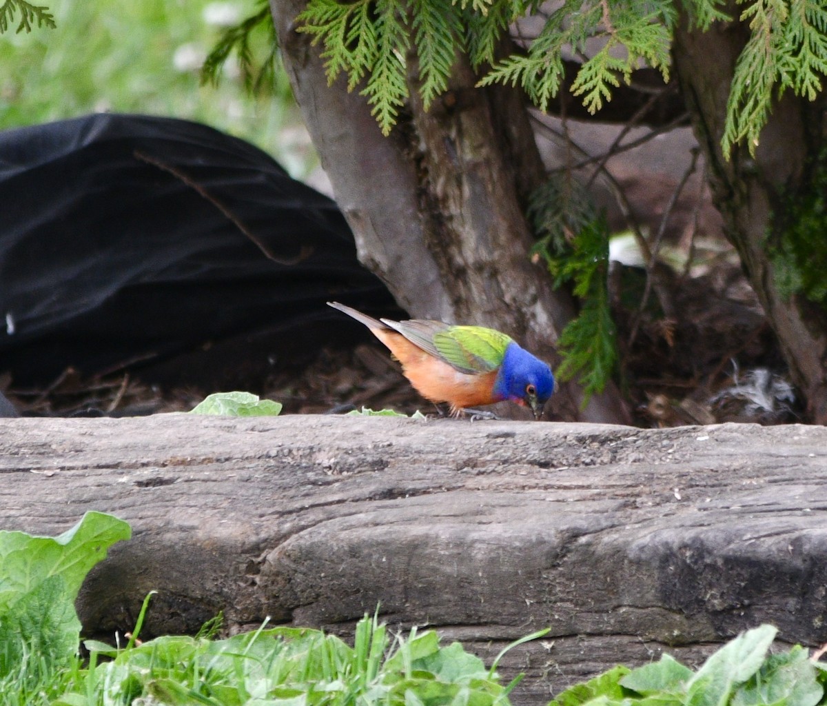 Painted Bunting - ML619142154