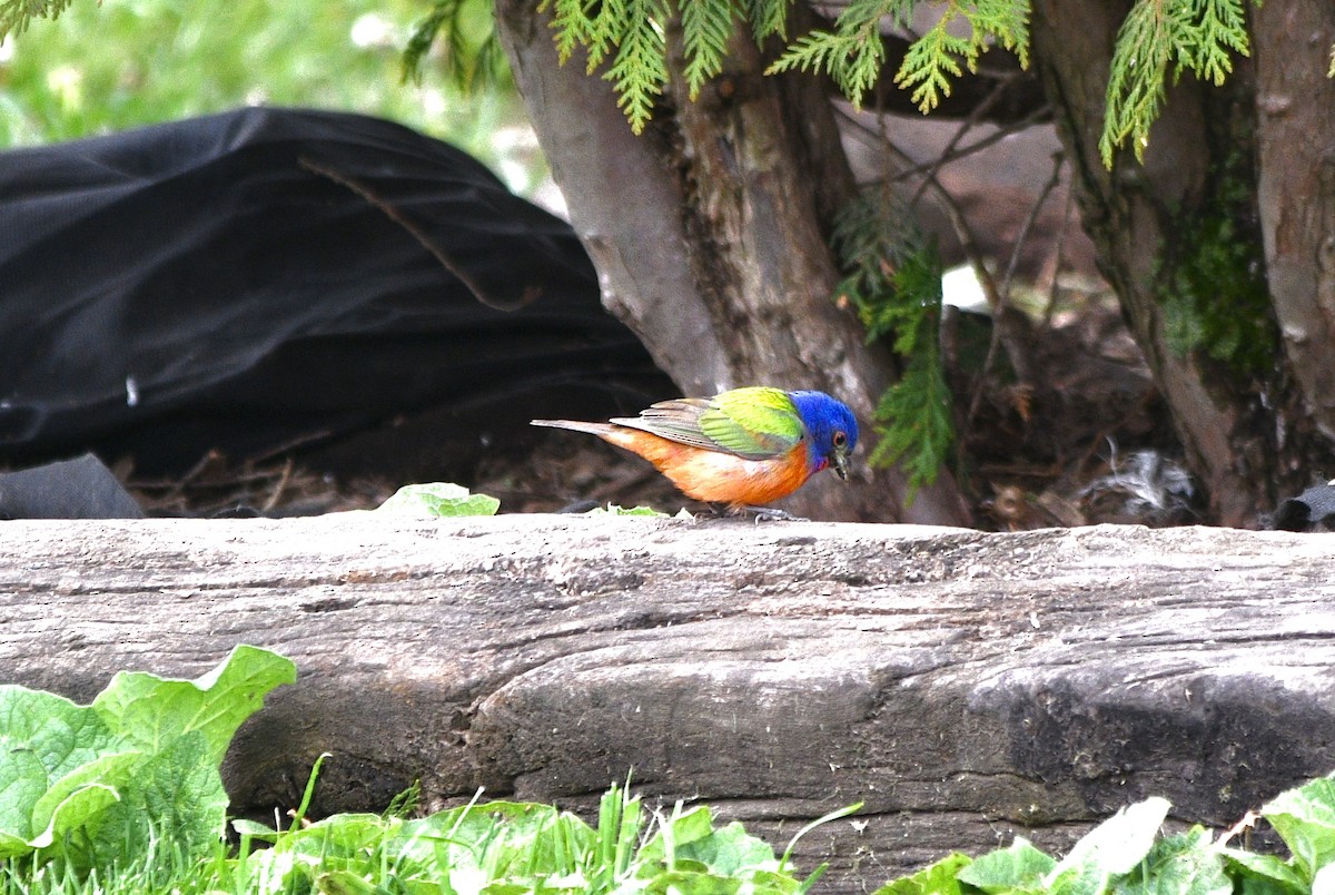 Painted Bunting - ML619142155