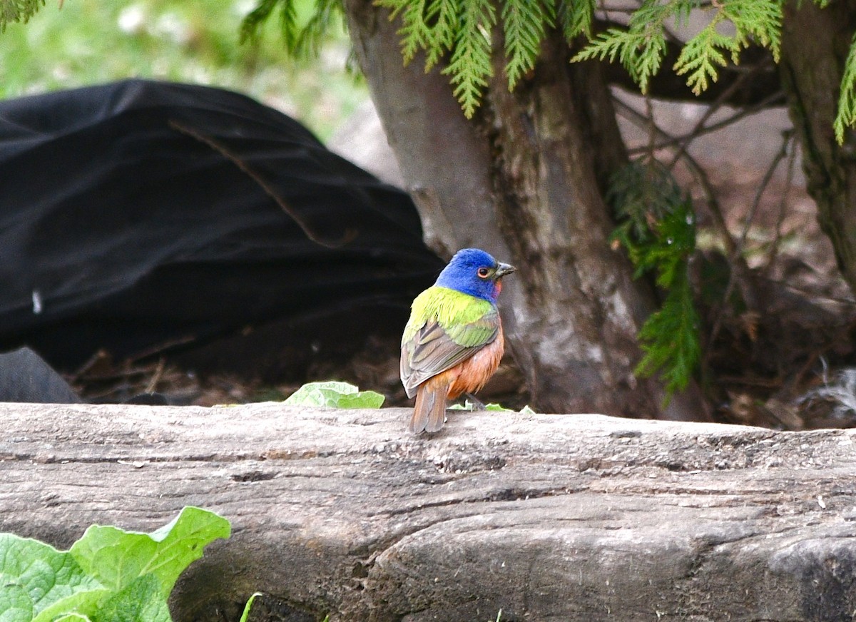 Painted Bunting - ML619142156
